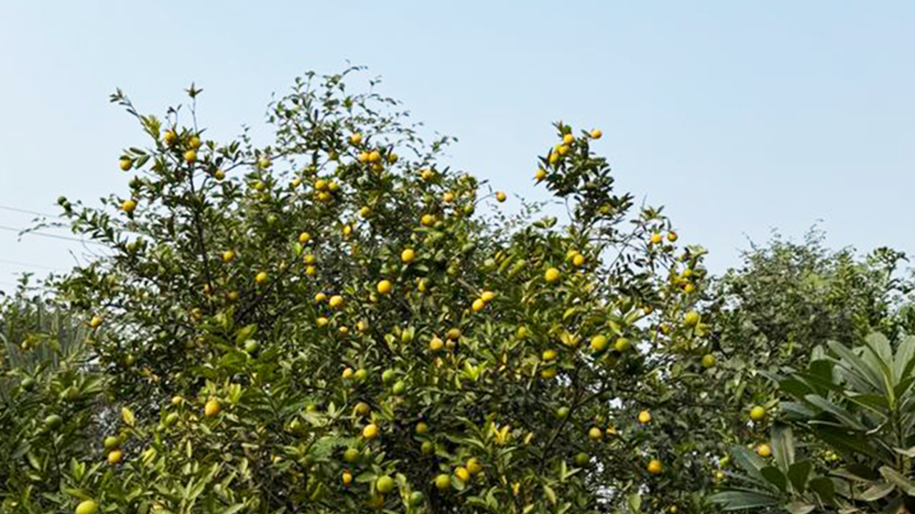 Limon bağları