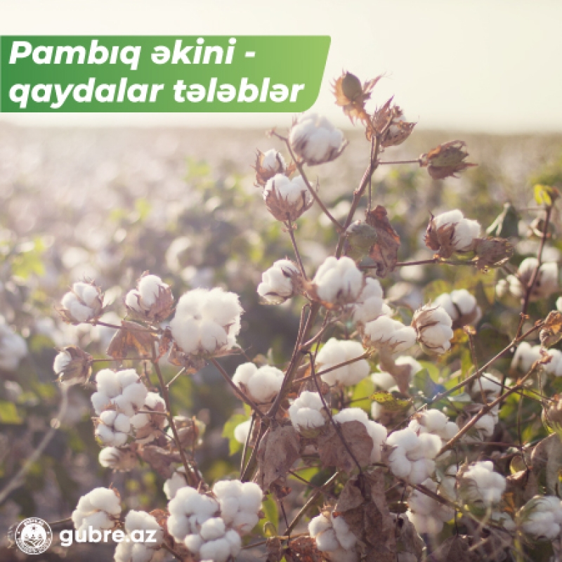 Pambıq yetişdirilməsi
