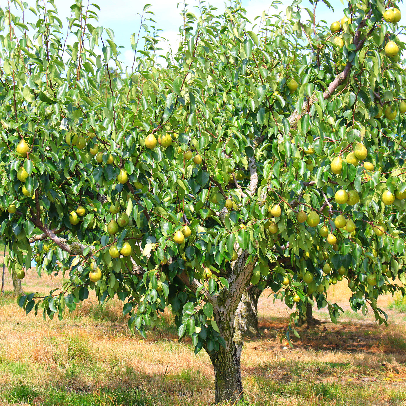 Armud Ağacı