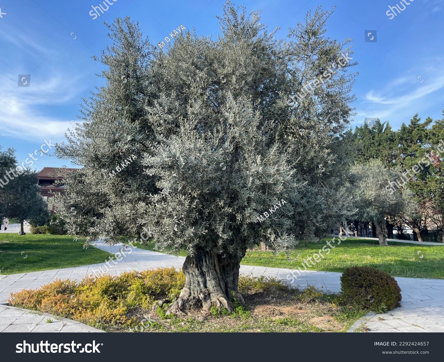Zeytun ağacları