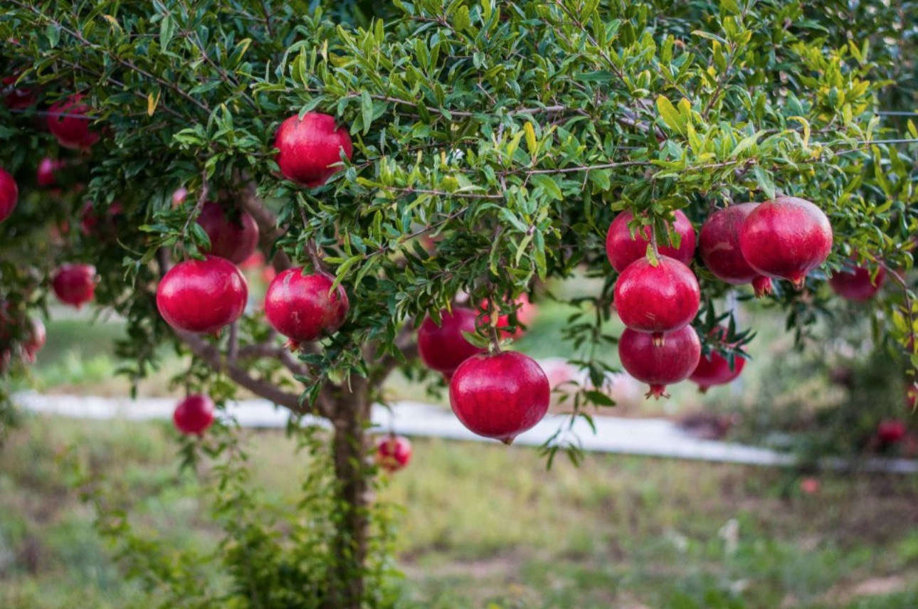 Nar Ağacı