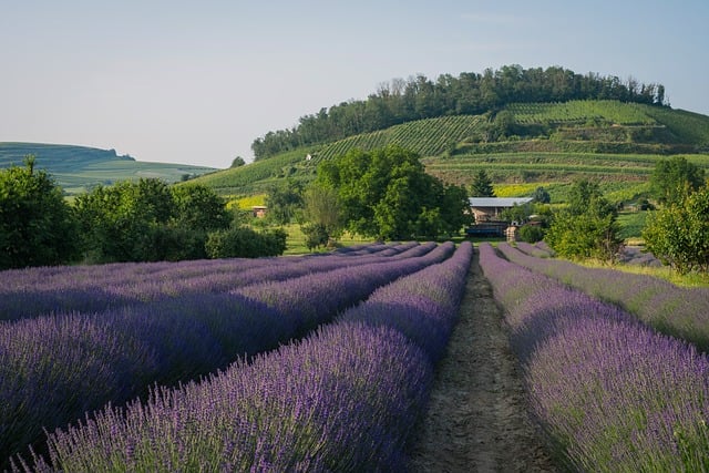 Efir Yağlı Qızılgül, Lavanda