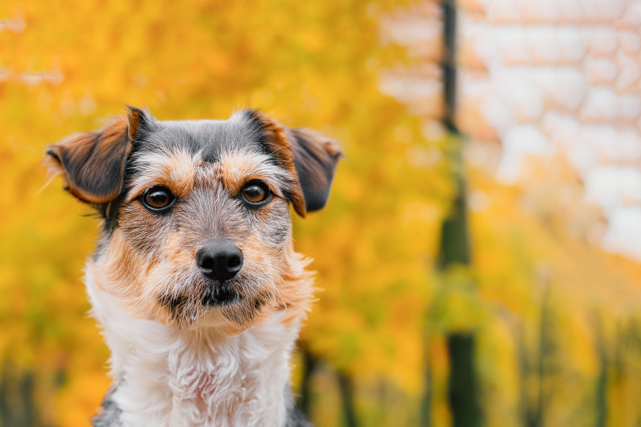 Dog in fall season