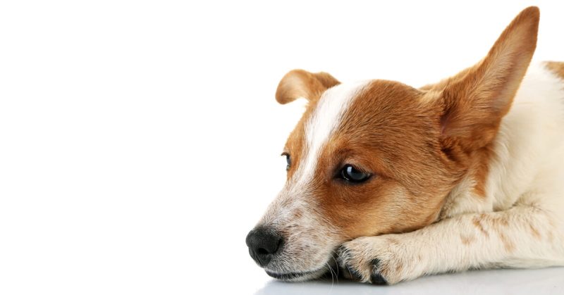 Sad puppy looking out window showing signs of separation anxiety