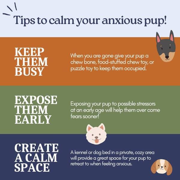 Tips to calm your anxious or stressed puppy