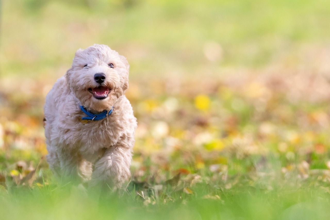 Dog in spring season