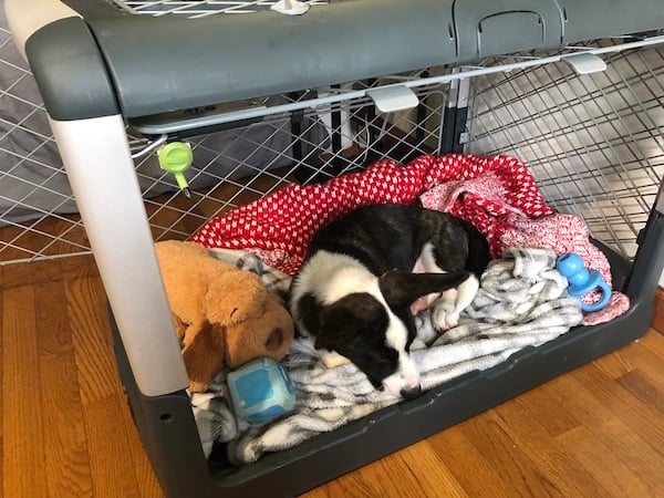 Puppy in open crate with toys