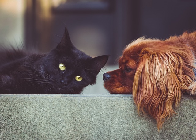 Pets felizes