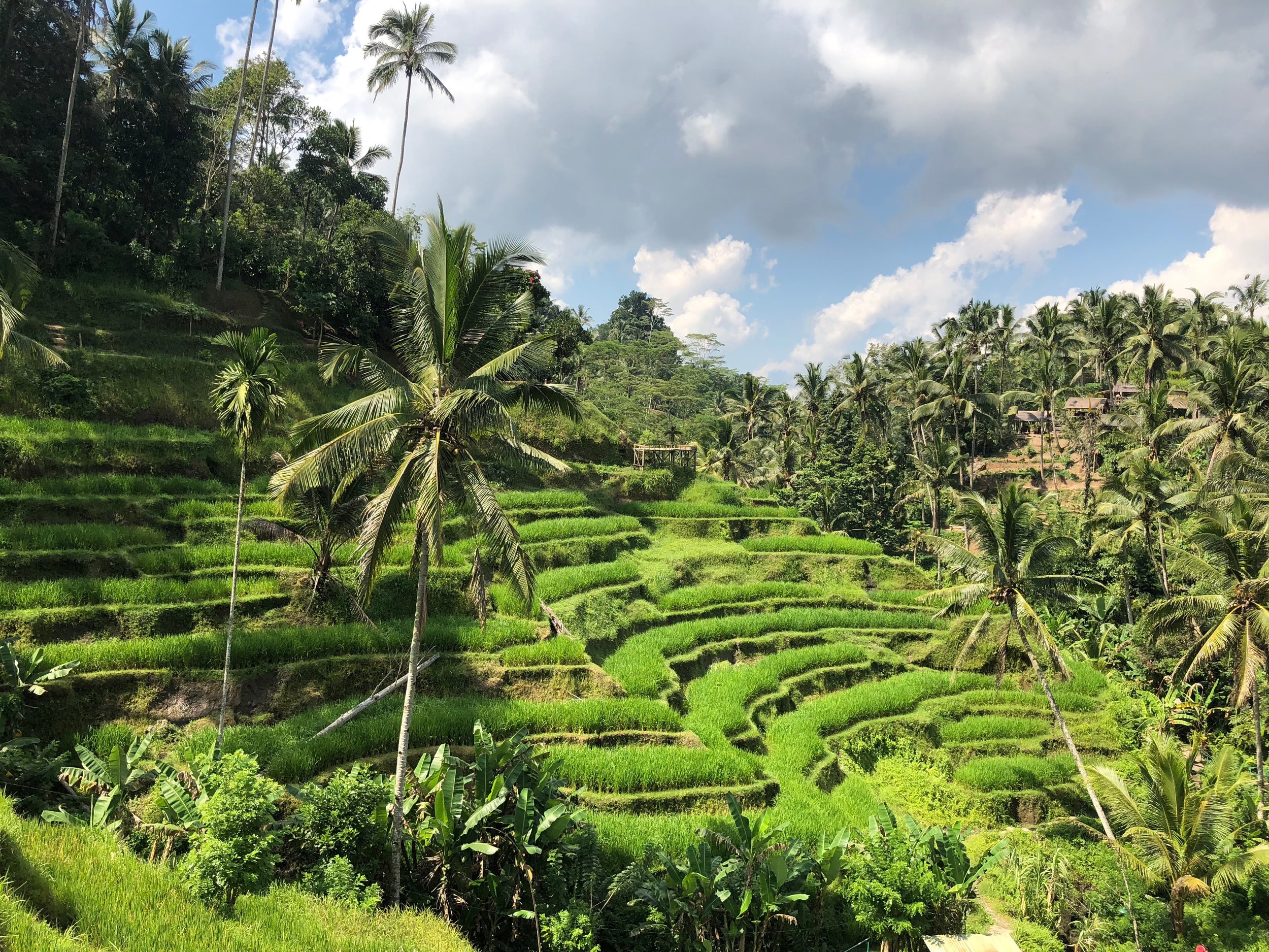 Beautiful Bali rice terraces during shoulder season