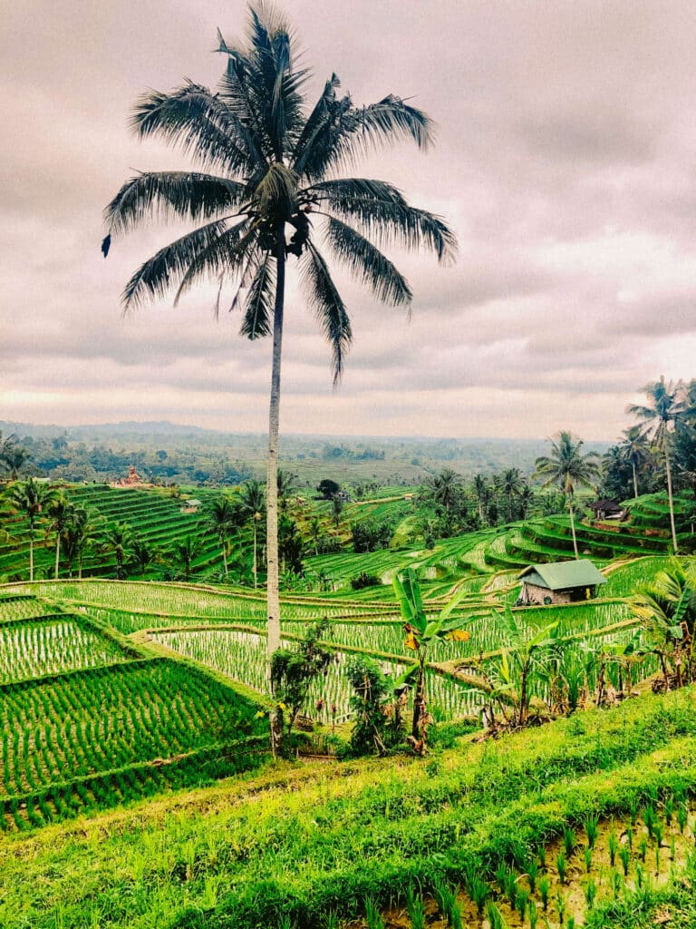 Jatiluwih rice terraces showing traditional Bali landscape