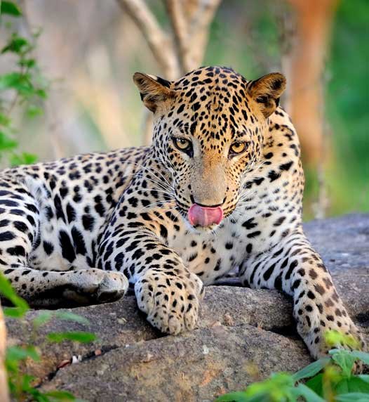 Yala National Park