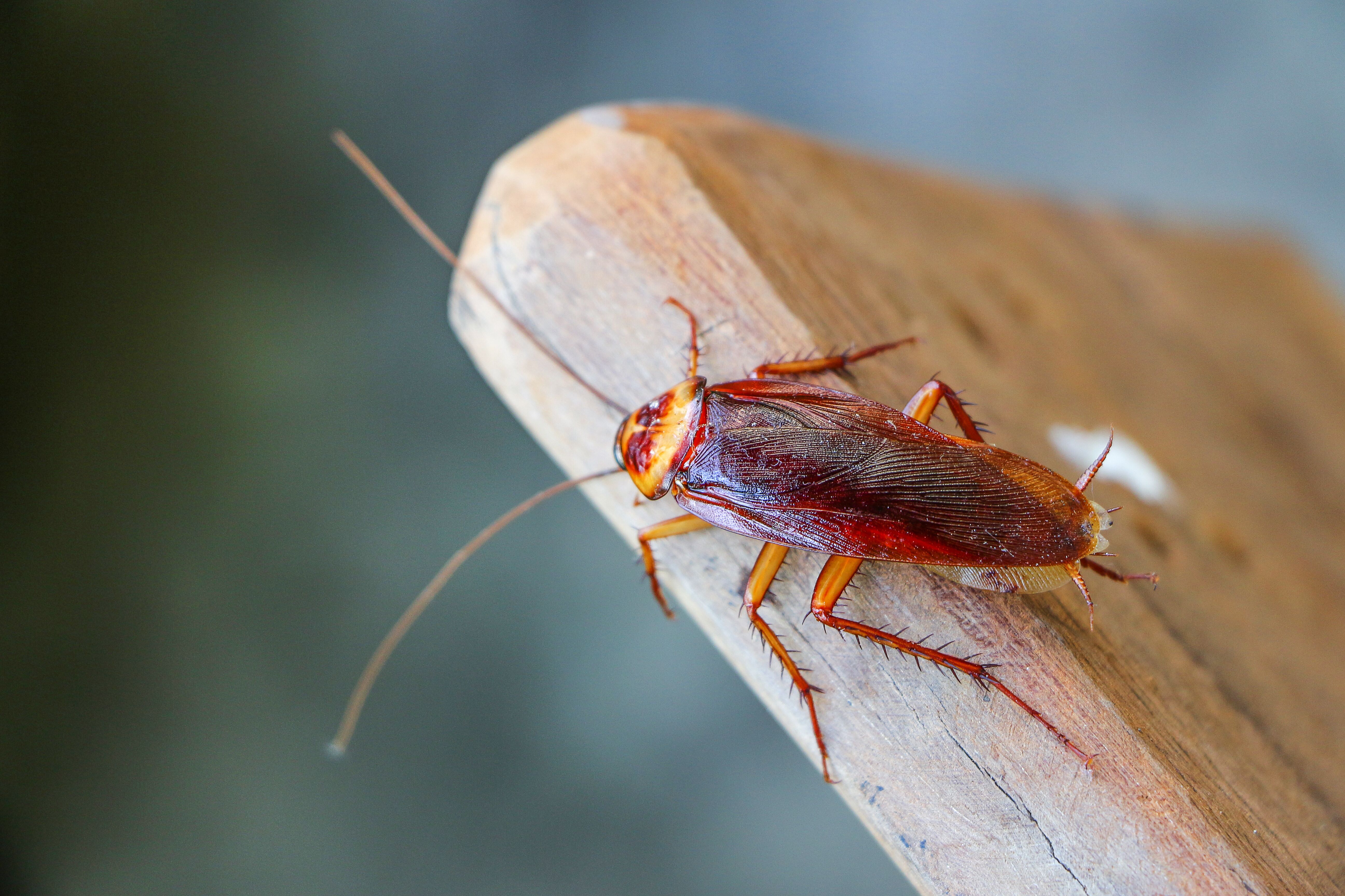 Roach Control